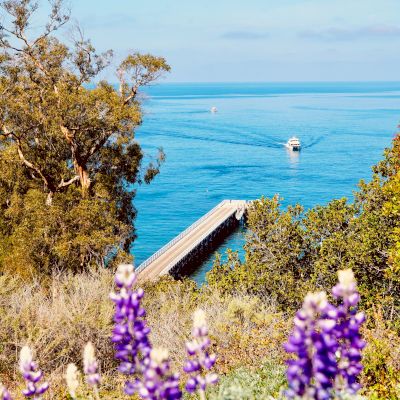 The image depicts a serene ocean view with a dock extending into the water, surrounded by trees and purple flowers in the foreground.